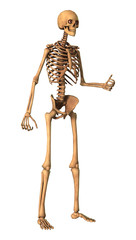 3D Rendering Human Skeleton on White
