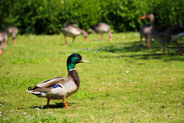 Male Duck and Geese in Park