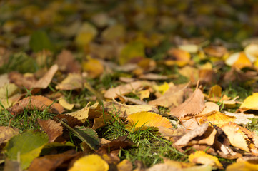 Detail of fallen leaves in the ground