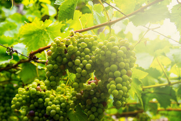 grapes with green leaves on the vine by sunset