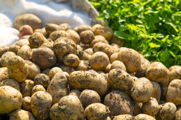 Potatoes and a bag on the grass