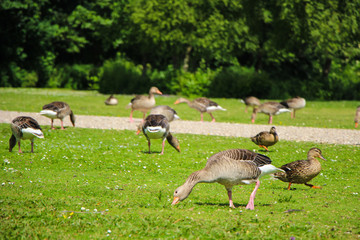 Geese and Ducks in Park