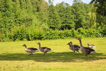 Geese in Park