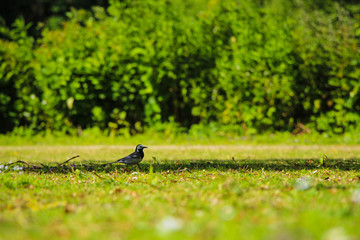Bird on Grass
