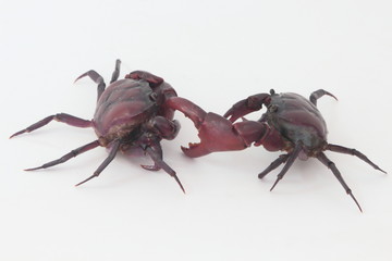 Two crabs on a white background.