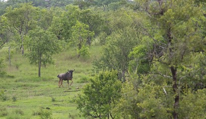 Fototapeta na wymiar Wild wildebeest in the Selous Game Reserve, Tanzania (Africa)
