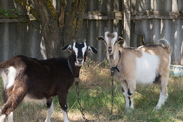 Two white- beige and brown goats graze on the meadow