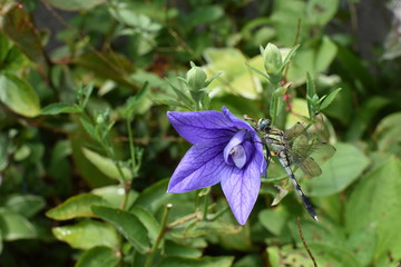 花とトンボ