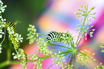 Swallowtail caterpillar eating the leaf of cow parsnip