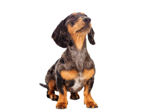 Dachshund Dog Looking In The Side On A White Background