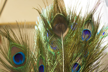 Beautiful exotic peacock feathers