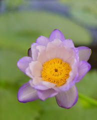 Nice blooming lotus flower
