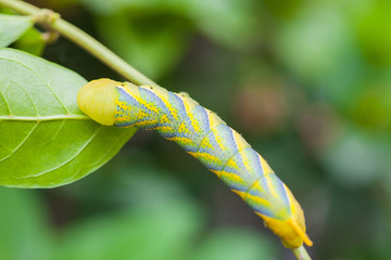 close up big green worm on tree