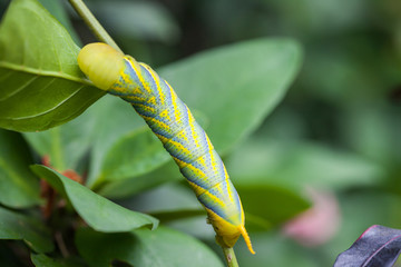 close up big green worm on tree