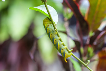 close up big green worm on tree