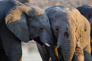 Afrikanischer Elefant, Elefanten, Etosha Nationalpark, Namibia, (Loxodonta africana)
