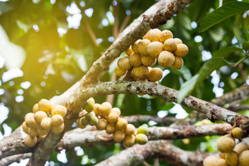 Longong fruit on tree