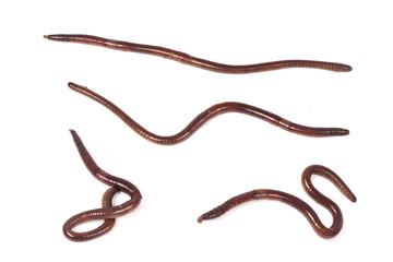 worm or earthworm on white background