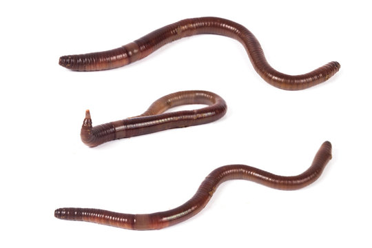 worm or earthworm on white background