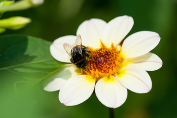 Hummel auf Blüte