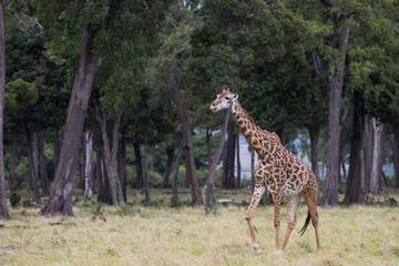 Giraffe durchstreift den Wald
