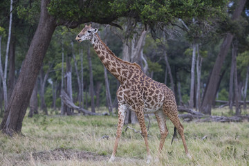 Giraffe durchstreift den Wald