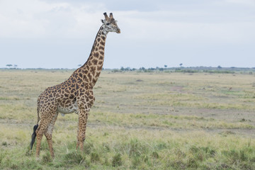 Naklejka premium Giraffe in der Savanne