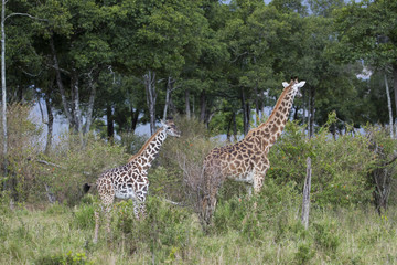 Giraffen auf Nahrungssuche
