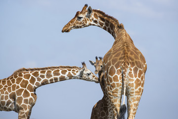 Giraffenfamilie