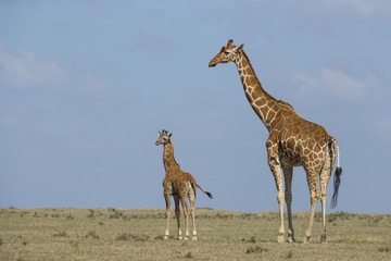 Giraffe mit ihrem Jungem