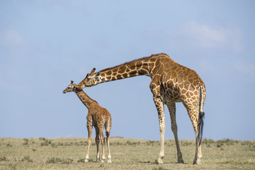 Obraz na płótnie Canvas Giraffe mit ihrem Jungem