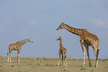 Giraffenfamilie