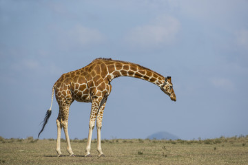 Giraffenfamilie