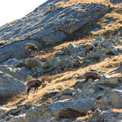 Camosci (Rupicapra rupicapra) in alta Valnontey, nel Parco Nazionale del Gran Paradiso 