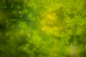 Euglena is a genus of single-celled flagellate Eukaryotes under microscopic view for education.