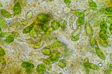 Euglena is a genus of single-celled flagellate Eukaryotes under microscopic view for education.