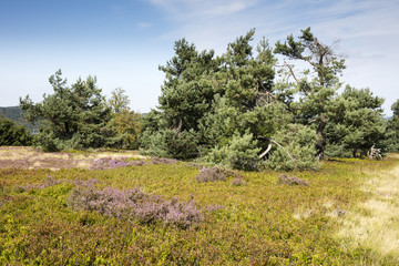 Obraz premium Blühende Hochheide, Ettelsberg, Willingen, Upland, Sauerland, Hessen, Deutschland, Europa