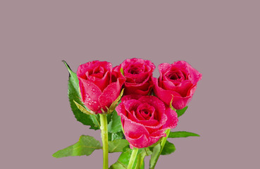 Four Pink Roses in a Bunch