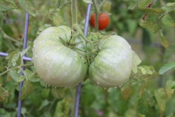 Dewey Tomatoes
