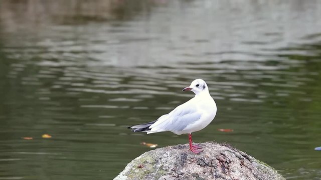 Close Up White Gull Perched on the Rock with the Water of a River in the Background
