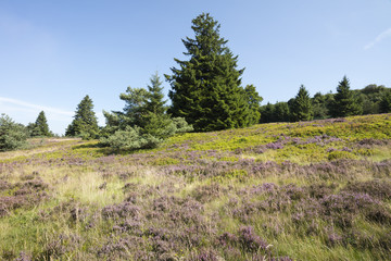 Bl&uuml;hende Hochheide, Niedersfelder Hochheide, Naturschutzgebiet, Upland, Sauerland, Hessen, Deutschland, Europa
