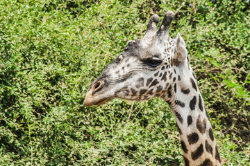 Giraffe im Profil