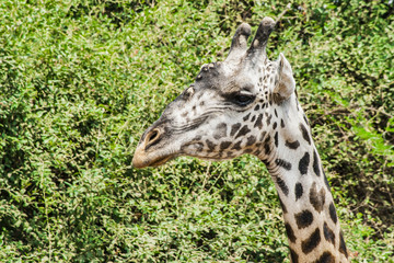Fototapeta premium Giraffe im Profil