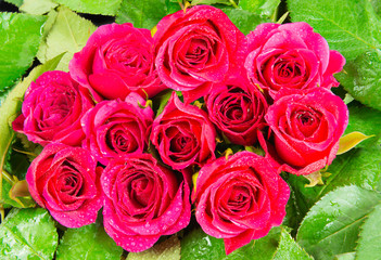 Ten Pink Rose Heads Rain Soaked