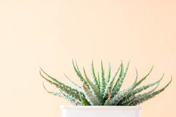 succulents or cactus in concrete pots over orange background on the shelf