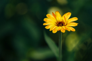 Calendula. A flower of marigold on a blurred green background. Side view. Ethnoscience.