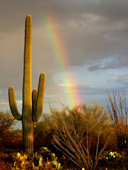 Cactus in front of a rainbow