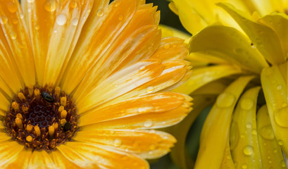 Closeup of beautiful yellow flowers in the garden