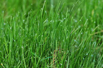 Vibrant green grass close-up