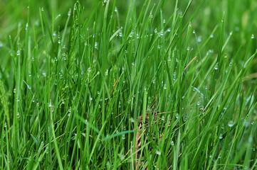 Close-up image of fresh green grass